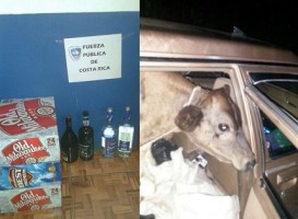 Seized beasts. Source: Fuerza Publica