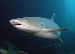 Source: Wikimedia Commons