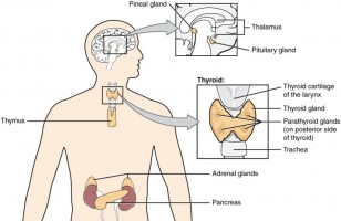 Partial Endocrine System