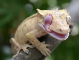 Gecko