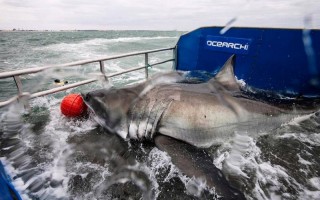 Lydia. Source: OCEARCH Twitter