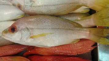 Snapper. Source: Wikimedia Commons