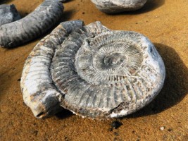 Ammonite - Wikimedia Commons