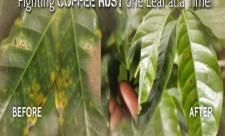 Costa RIca Coffee Rust