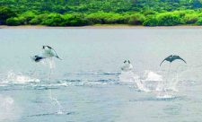 Guanacaste Greatest Wildlife Spectacles
