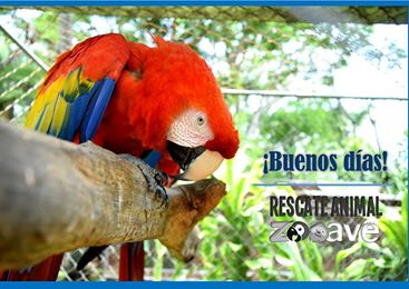 Founder of Rescate Animal Zoo Ave in Costa Rica Recipient of Global