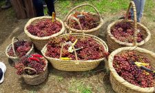 Costa RIca Wine