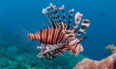Lionfish fishing Costa Rica