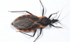 Kissing bug in Costa Rica