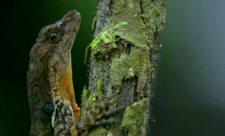 Lizards,Anoles,Reptiles,Costa Rica,Biodiversity