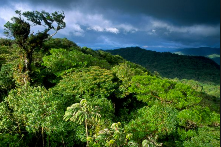 History Made: How Costa Rica has Doubled It's Tropical Rainforest Cover - Costa  Rica Star News