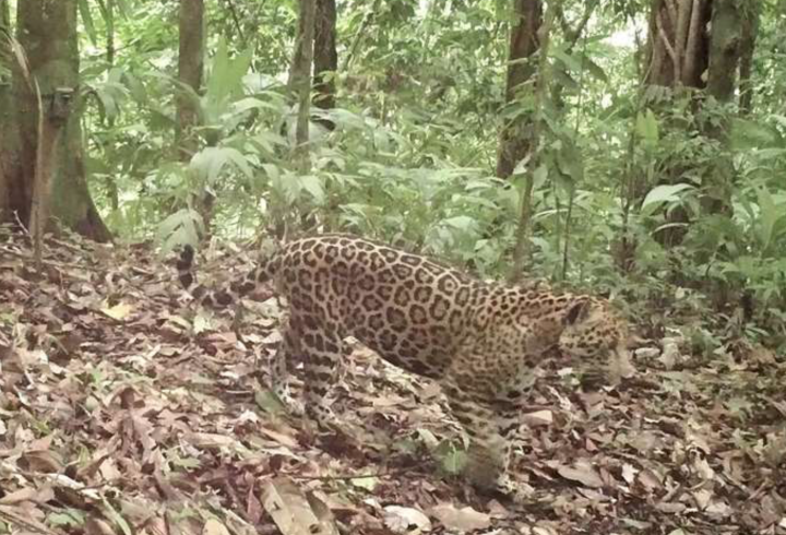 Good news for big cats: Jaguars to make a comeback in Argentina